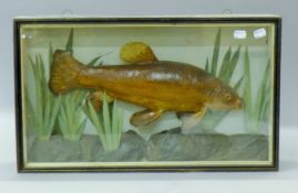 A taxidermy specimen of a preserved tench (Tinca tinca) mounted in a natural setting in a wooden