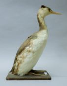 A taxidermy specimen of a preserved great crested grebe (Podiceps cristatus), by F E Gunn,