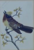 A Victorian watercolour and feather picture of a bird, framed and glazed. 10.5 x 15.5 cms.