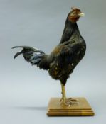 A taxidermy specimen of a preserved bantam (Gallus gallus domesticus), mounted on a wooden base.