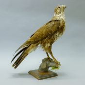A Victorian taxidermy specimen of a preserved buzzard (Buteo buteo) remounted on a wooden base.