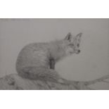 A pencil sketch of a fox, inscribed 'To Bob, Keith Slater. March '96', framed and glazed. 48.5 x 31.