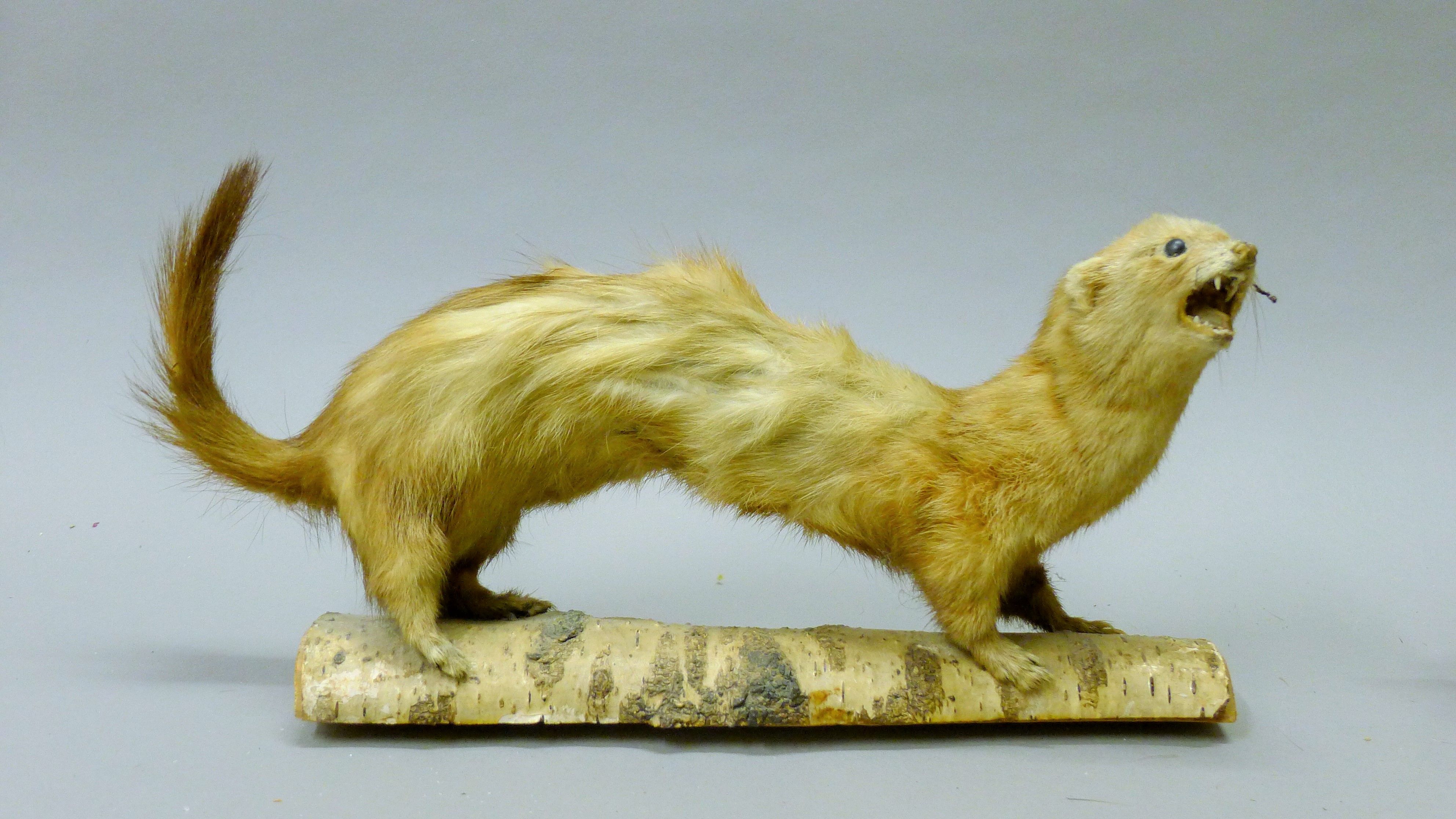 A taxidermy specimen of a preserved stoat (Mustela erminea) and a ferret (Mustela putorius furo). - Image 2 of 5