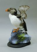 A taxidermy specimen of a preserved puffin (Fratercula artica), with out-spread wings,