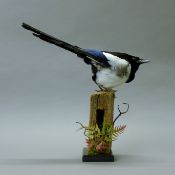 A taxidermy specimen of a preserved magpie (Pica pica), mounted on a fence post with rusty wire.