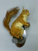 A Victorian taxidermy specimen of a preserved red squirrel (Sciurus vulgaris). 30 cm high.