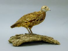A taxidermy specimen of a preserved yellow river francolin (Elgon francolin),