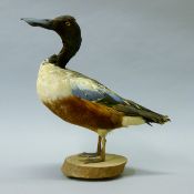 A taxidermy specimen of a preserved male shoveler (Spatula clypeata), mounted on a wooden base.
