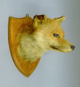 A taxidermy fox mask mounted on an oak shield. 28 cm high.