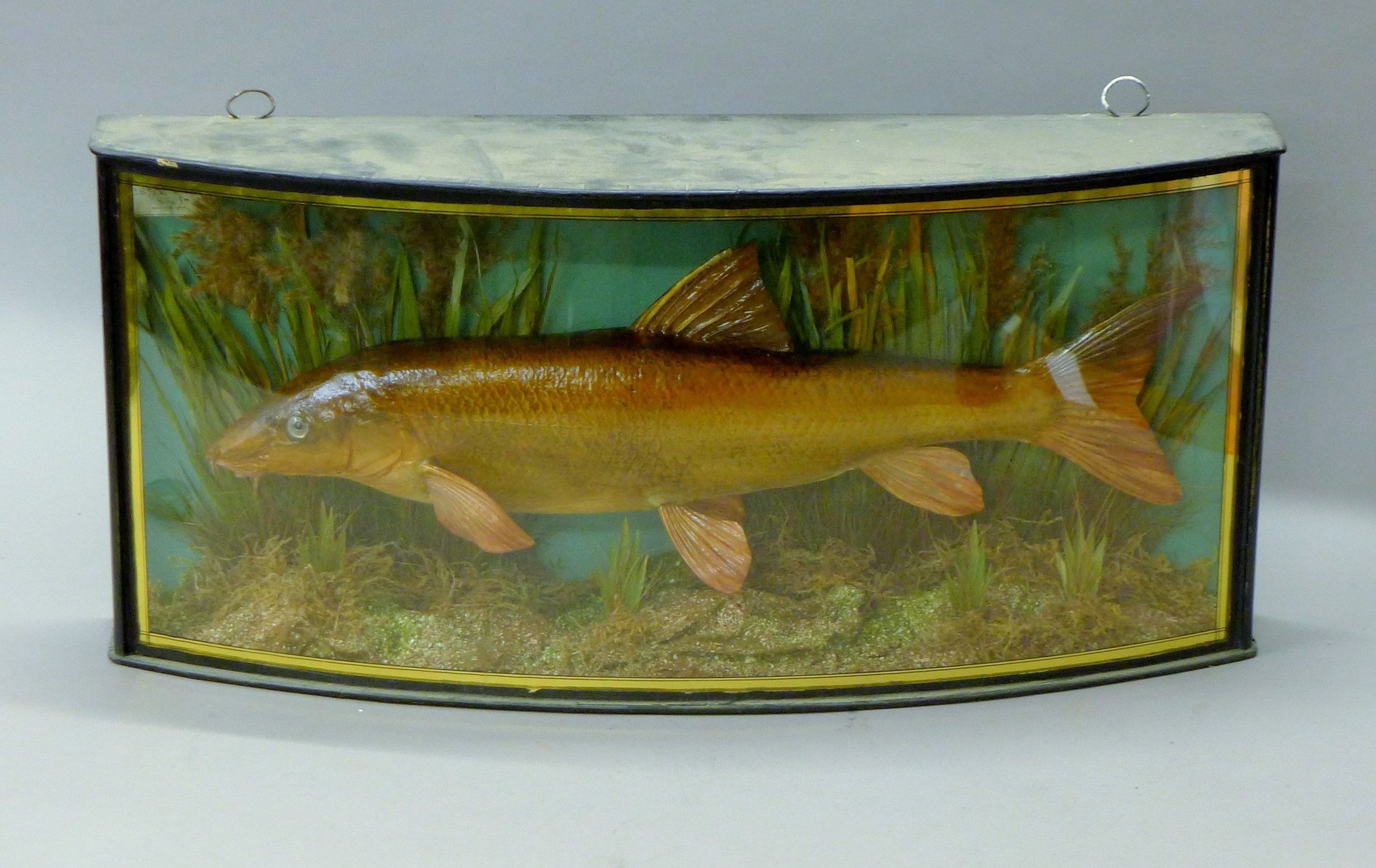 A taxidermy specimen of a preserved barbel (Barbus barbus) mounted in a naturalistic setting in a - Image 2 of 3