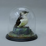 A taxidermy specimen of a preserved little auk (Alle alle), in a naturalistic setting,
