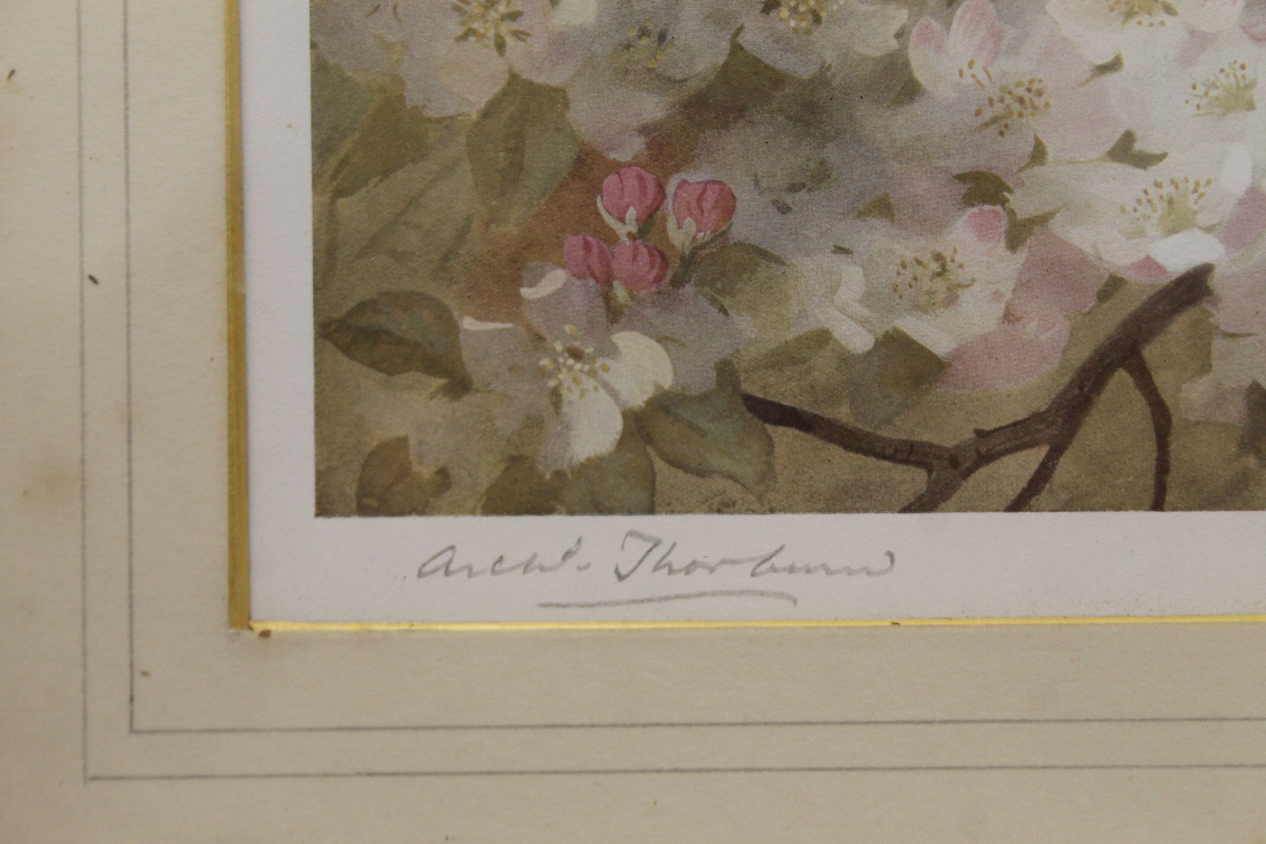 ARCHIBALD THORBURN, Birds amongst Blossom, print, signed in pencil to the margin, framed and glazed. - Image 3 of 3