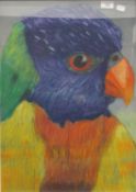 Parrot, pastel, framed and glazed. 41 x 58 cm.
