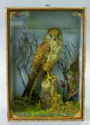 A Victorian taxidermy specimen of a preserved kestrel (Falco tinnunculus),