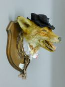 A taxidermy specimen of a preserved anthropomorphic fox mask (Vulpes vulpes) - Bill Sykes from