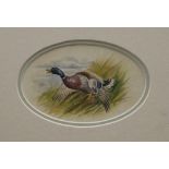 JAMES STINTON (1870-1961), Mallard Taking Flight, watercolour, signed, framed and glazed. 12 x 7.