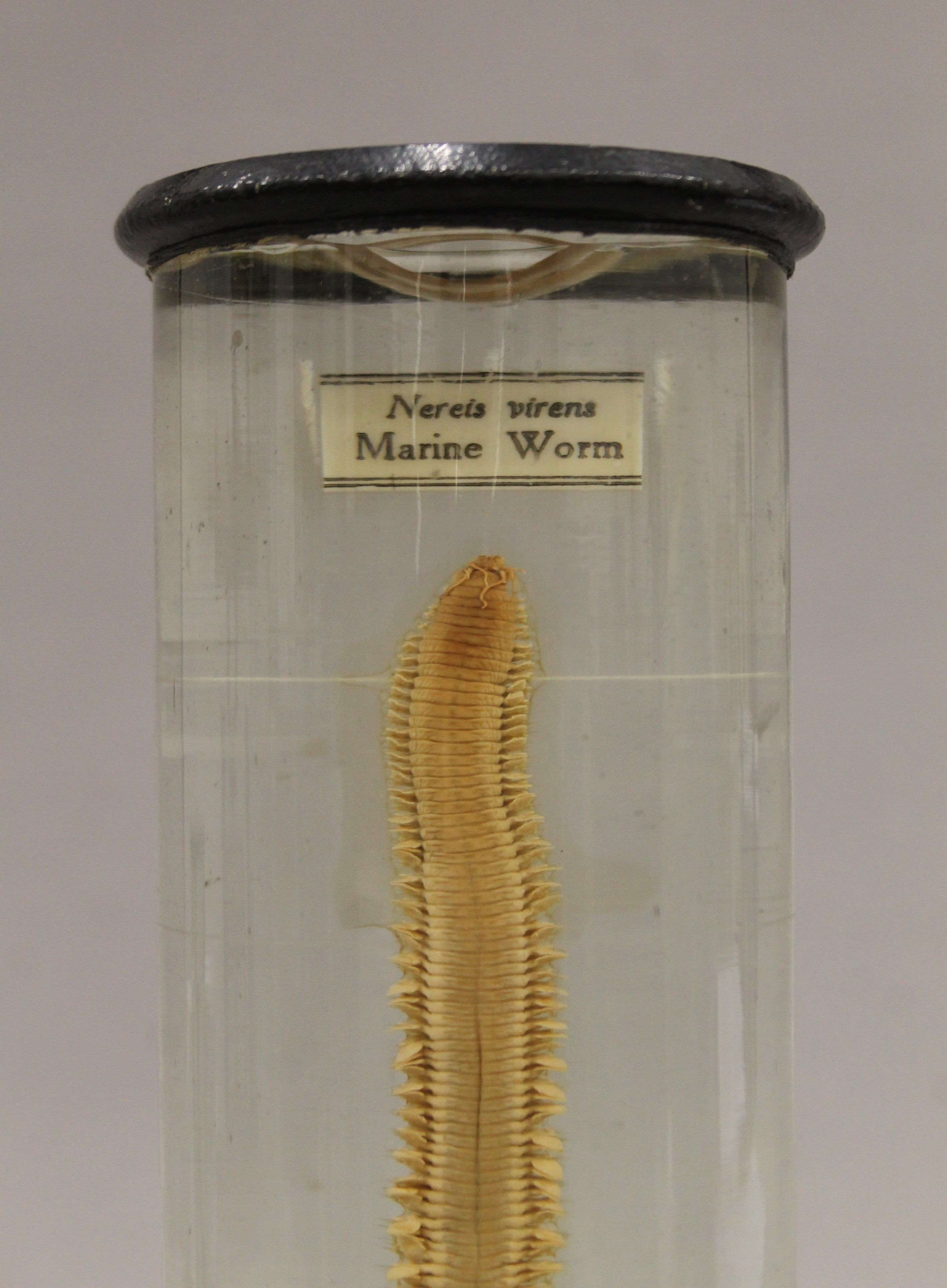 A jar containing a marine worm specimen in preservative fluid. 25 cm high. - Image 2 of 4