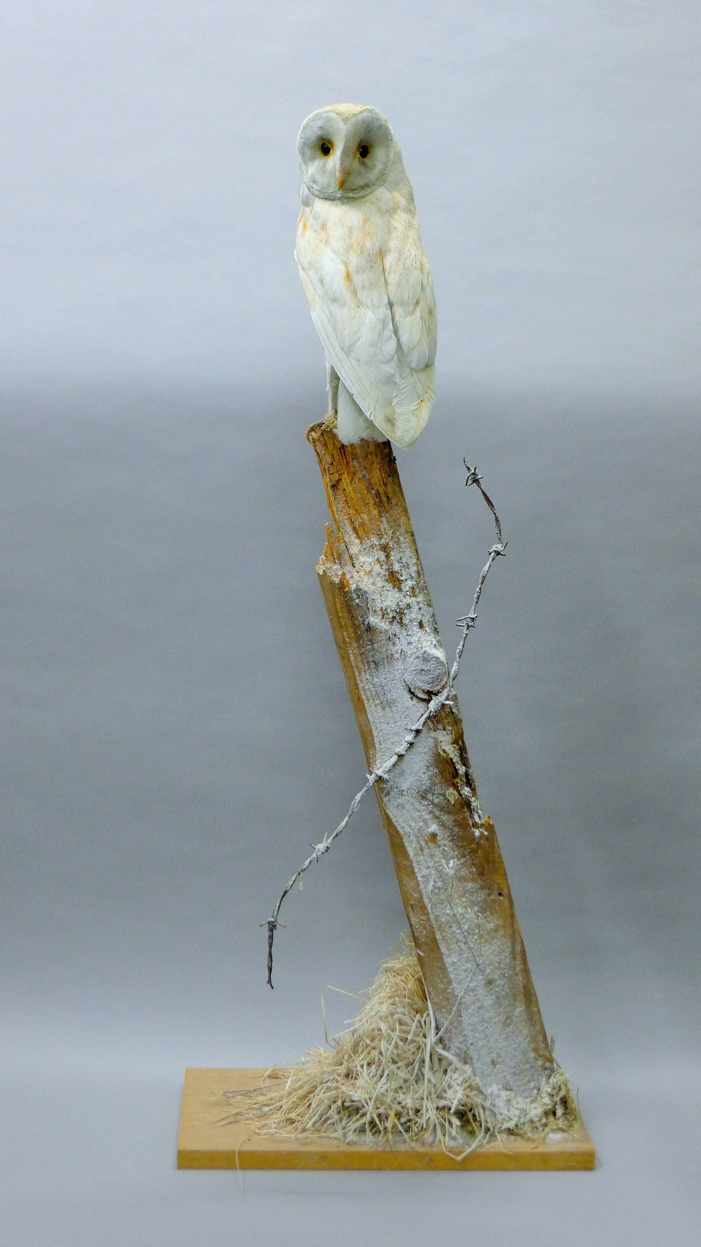 A Victorian taxidermy specimen of a preserved barn owl (Tyto alba), remounted on a post.