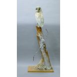 A Victorian taxidermy specimen of a preserved barn owl (Tyto alba), remounted on a post.