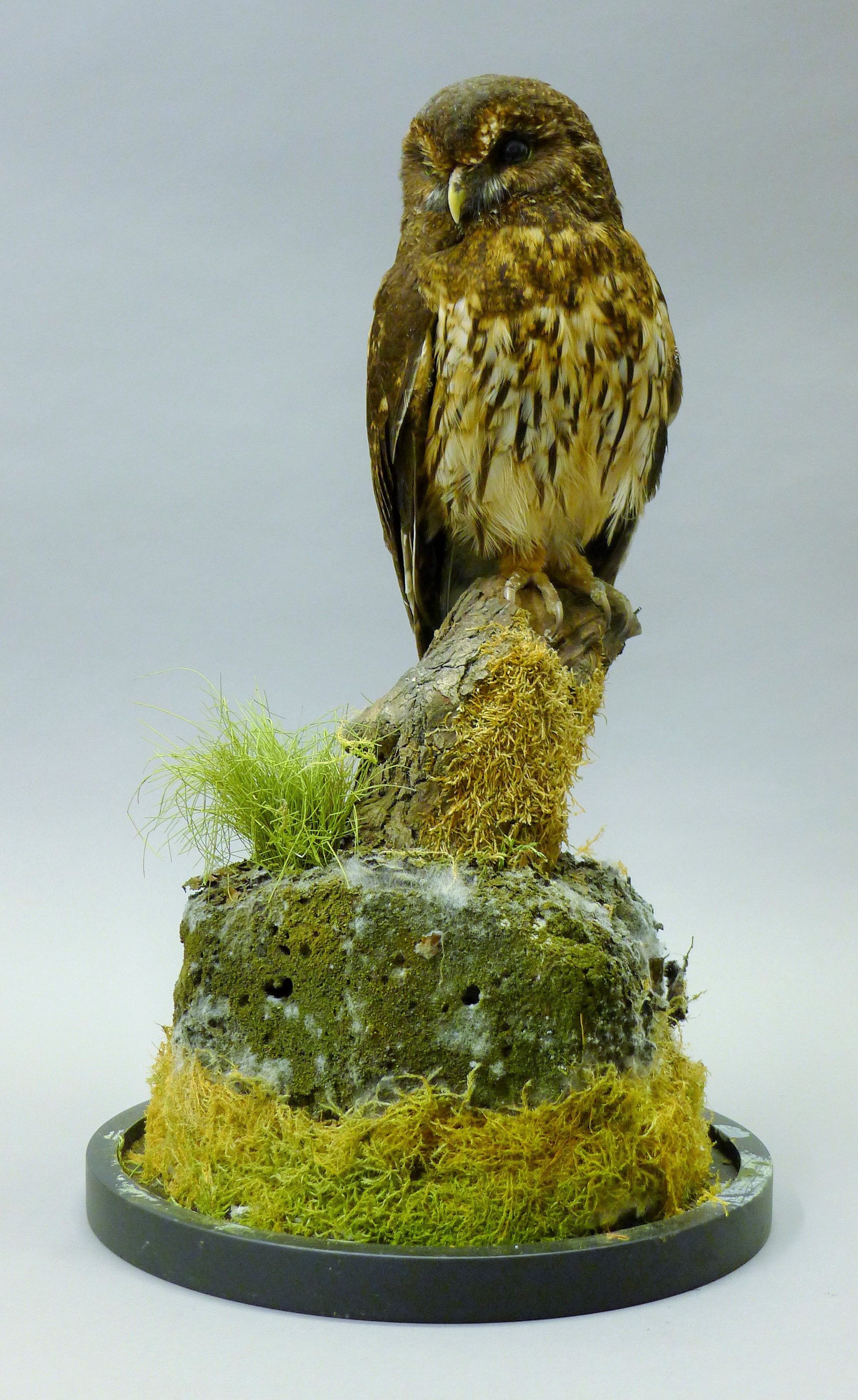 A taxidermy specimen of a preserved mottled owl (Strix virgata), mounted in a naturalistic setting, - Image 2 of 5