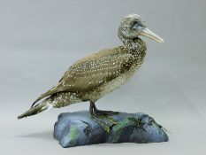 A taxidermy specimen of a preserved immature gannet (Morus bassarus) mounted on a faux flat rock,