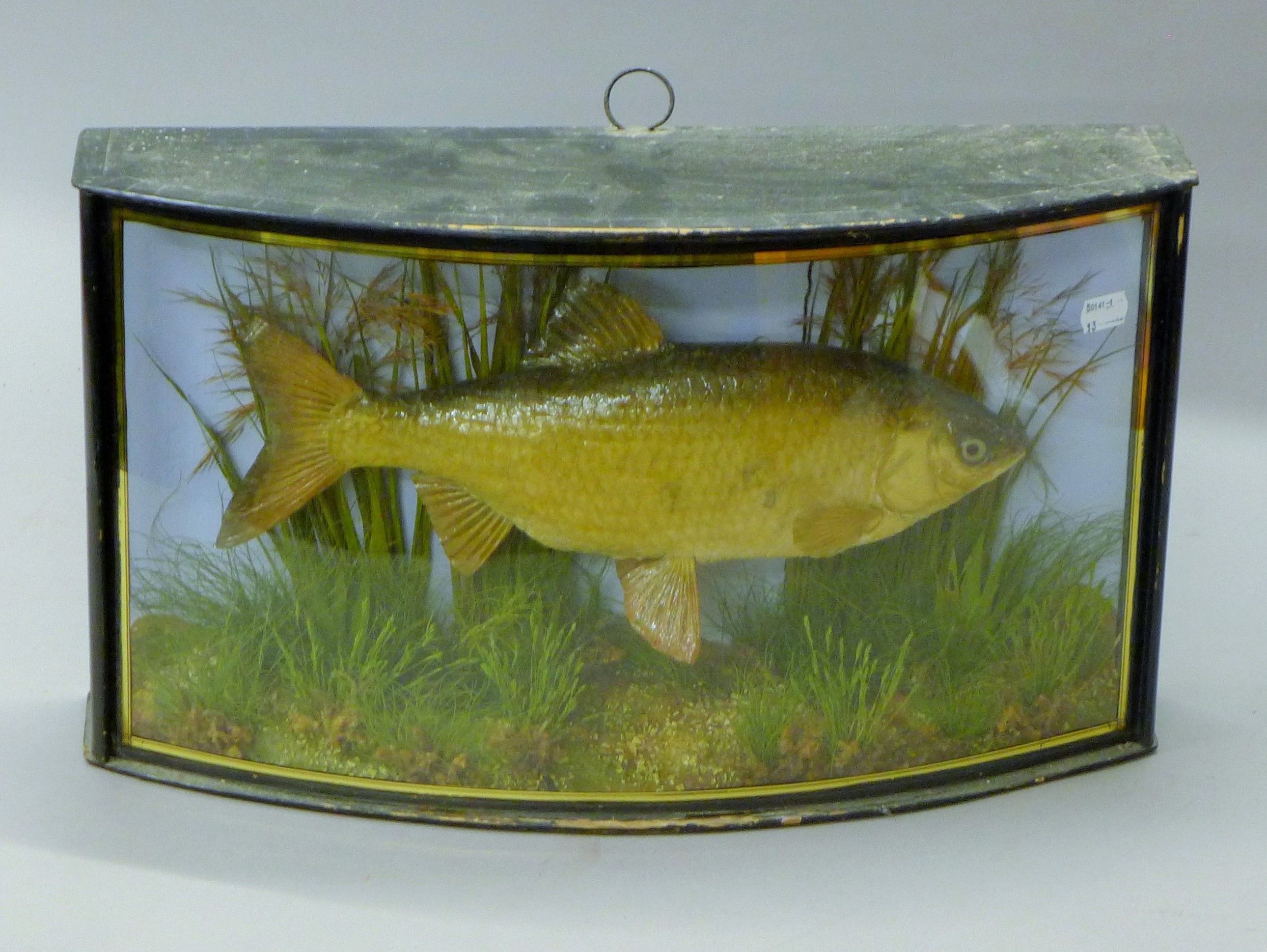 A taxidermy specimen of a preserved roach (Rutilus rutilus) mounted in a naturalistic setting in a - Image 2 of 3