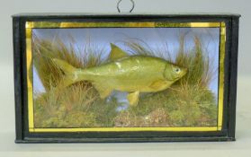 An unusual taxidermy specimen of a preserved hybrid Roach/Bream mounted in a naturalistic setting