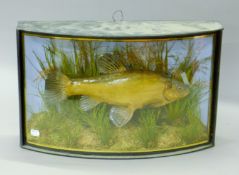 A taxidermy specimen of a preserved tench (Tinca tinca) mounted in a naturalistic setting in a