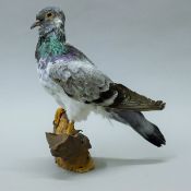 A taxidermy specimen of a preserved feral pigeon (Columba livia domestica) mounted on a tree stump