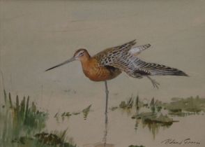 ROLAND GREEN (1896-1972), Bar-tailed Godwit, watercolour, signed, framed and glazed. 25 x 17.5 cm.