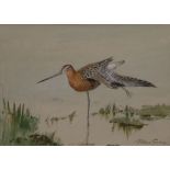 ROLAND GREEN (1896-1972), Bar-tailed Godwit, watercolour, signed, framed and glazed. 25 x 17.5 cm.