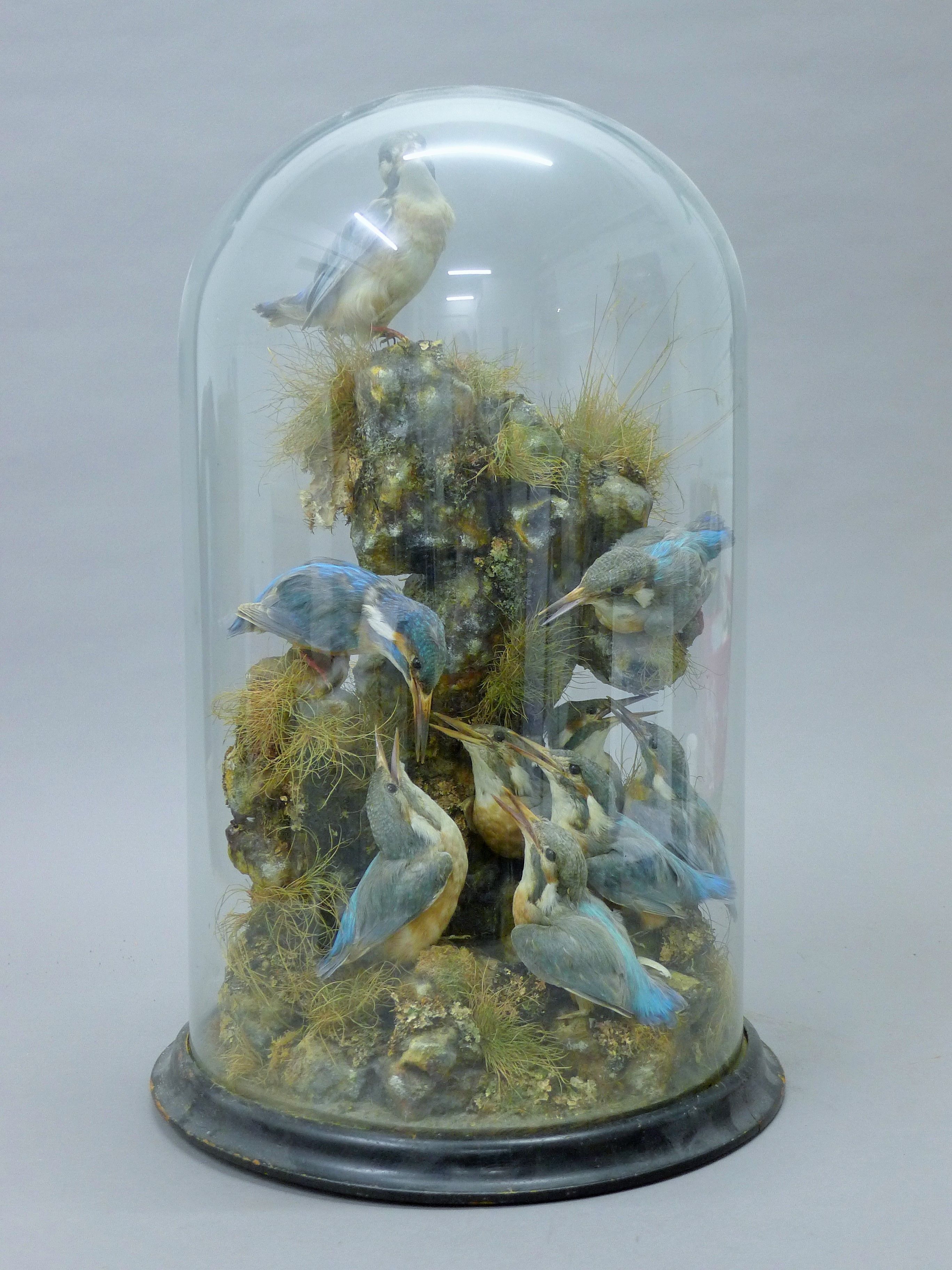 A taxidermy specimen of a preserved family of Common Kingfishers (Alcedo atthis) set in a