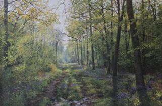 PETER BARKER (born 1954) British, Woodland Shadows, oil on canvas, signed, framed. 75 x 49 cm.