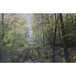 PETER BARKER (born 1954) British, Woodland Shadows, oil on canvas, signed, framed. 75 x 49 cm.