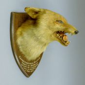 A taxidermy fox mask mounted on an oak shield, inscribed Cambridgeshire Hounds found at Graveley,