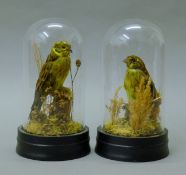 A taxidermy specimen of a preserved pair of yellow hammer (Emberiza citrinella) in two separate