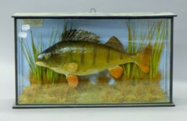 A taxidermy specimen of a preserved perch (Perca fluviatilis) by Shelbourne of Leicester mounted in