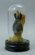 A taxidermy specimen of a preserved nuthatch (Sitta europaea) mounted in a naturalistic setting