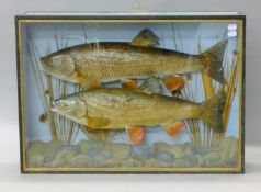 A taxidermy specimen of two preserved chub (Leuciscus cephalus) mounted in a naturalistic setting