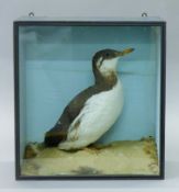 A taxidermy specimen of a preserved guillemot (Uria aalge), mounted on a rock,