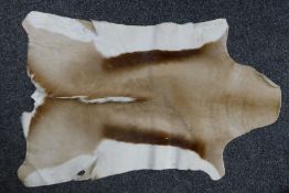 A soft dressed skin of a springbok. 85 cm long.