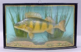 A taxidermy specimen of a preserved Perch (Perca fluviatilis) by J Cooper and Son mounted in a