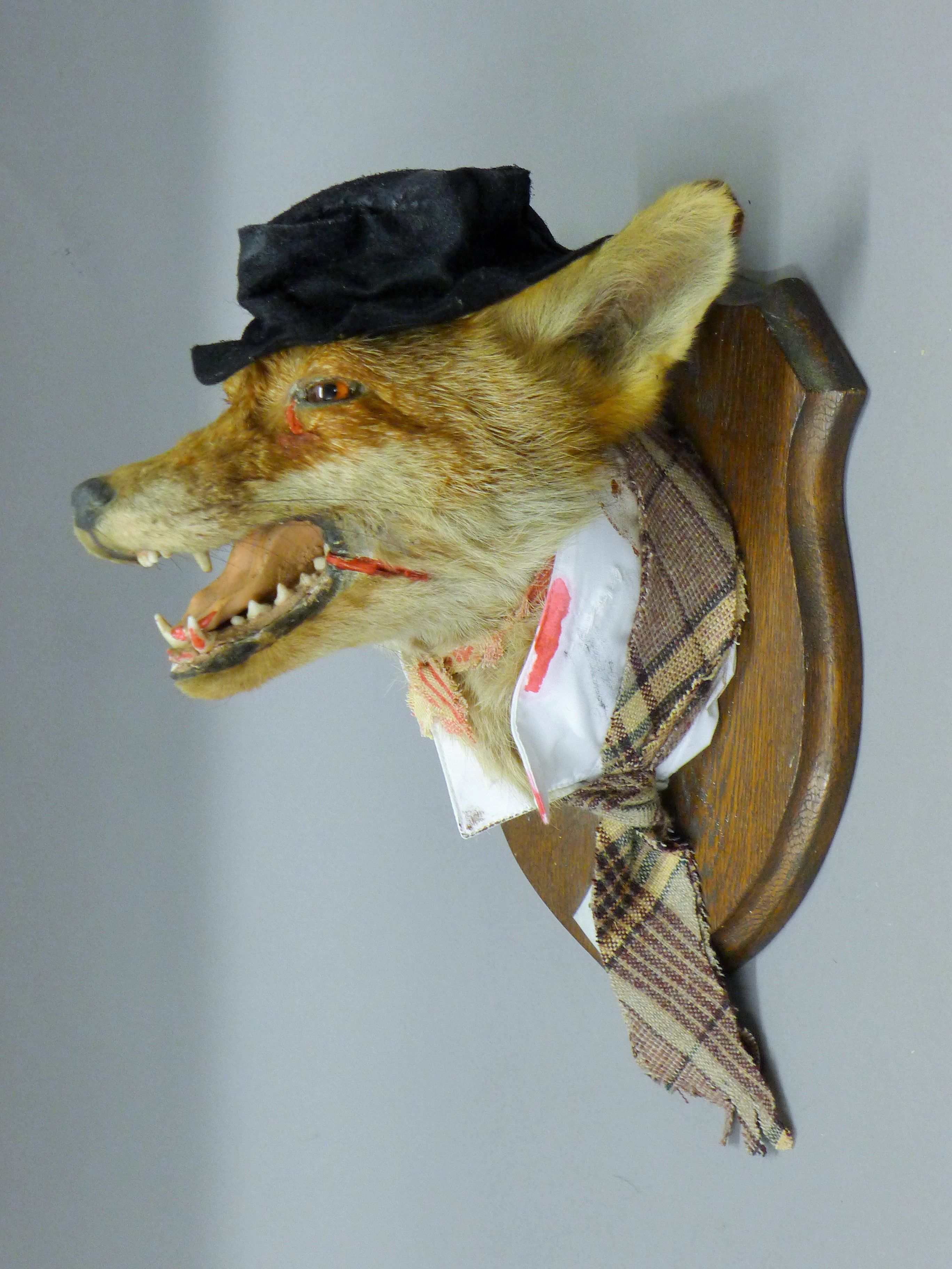 A taxidermy specimen of a preserved anthropomorphic fox mask (Vulpes vulpes) - Bill Sykes from - Image 2 of 3