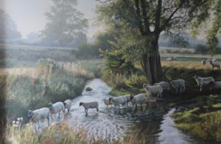 PETER BARKER (born 1954) British, Sheep in a Stream, oil on canvas, signed, framed. 91 x 60 cm.