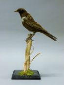 A Victorian taxidermy specimen of a preserved ring ouzel (Turdus torquatus),
