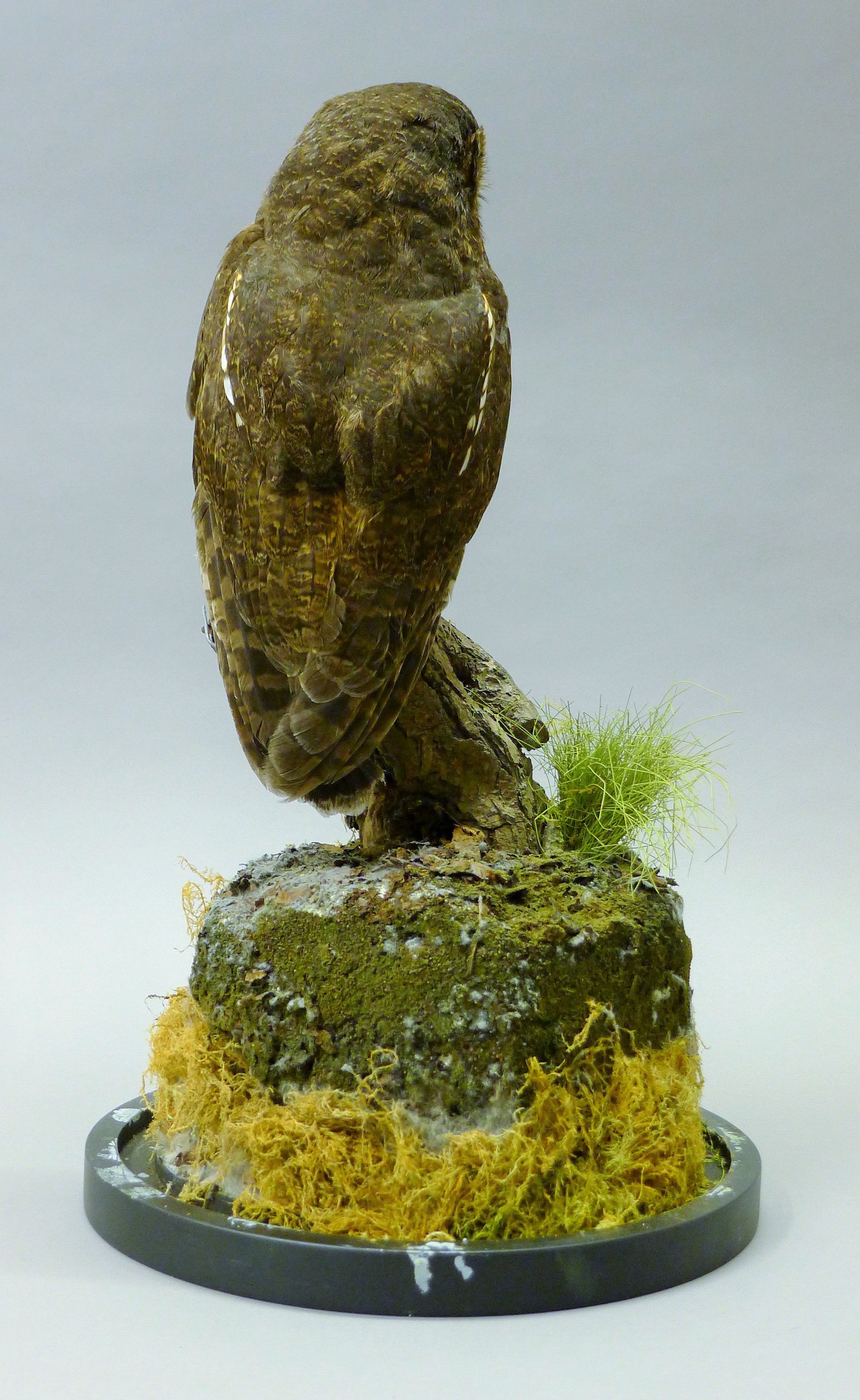 A taxidermy specimen of a preserved mottled owl (Strix virgata), mounted in a naturalistic setting, - Image 4 of 5