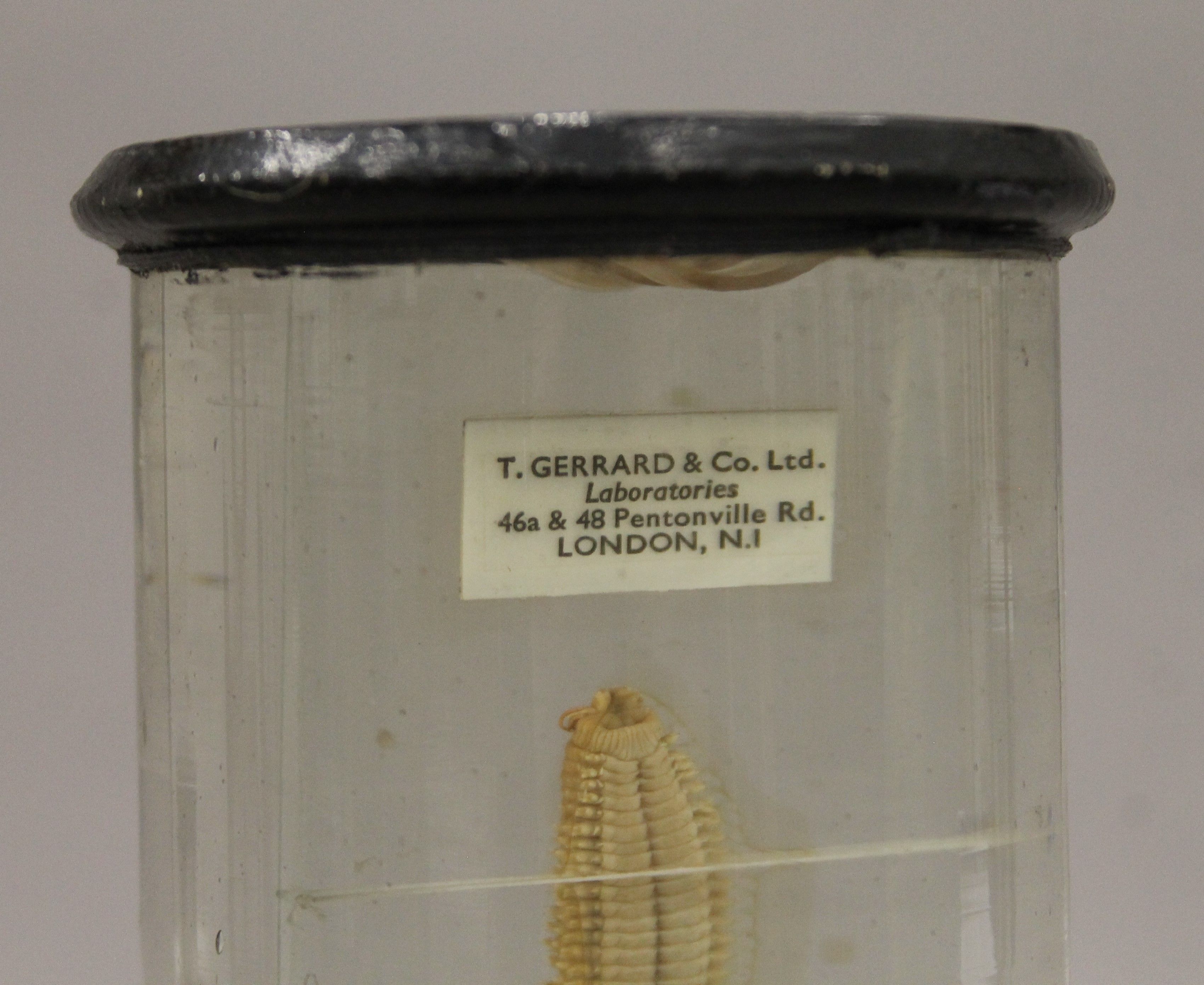 A jar containing a marine worm specimen in preservative fluid. 25 cm high. - Image 4 of 4