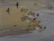 RICHARD ROBJENT (born 1937), Gadwall - Frozen Out, watercolour, signed, framed and glazed. 25.