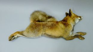 A taxidermy specimen of a preserved sleeping fox (Vulpes vulpes). 86 cm long.