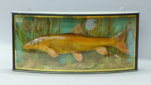 A taxidermy specimen of a preserved barbel (Barbus barbus) mounted in a naturalistic setting in a